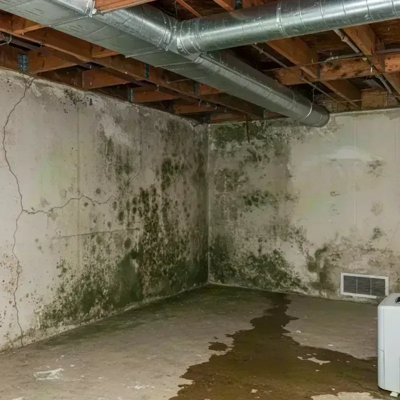 Professional Mold Removal in Sesser, IL